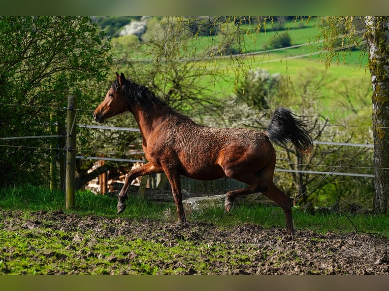 Arabian horses Mare 3 years 15 hh Brown in Gemünden (Felda)