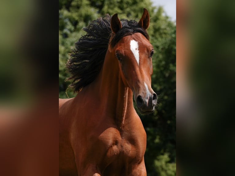 Arabian horses Mare 3 years 15 hh Brown in Gemünden (Felda)