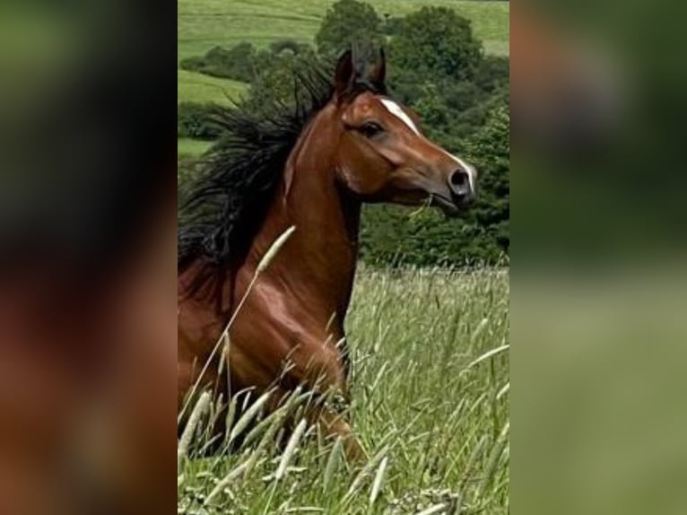 Arabian horses Mare 3 years 15 hh Brown in Gemünden (Felda)