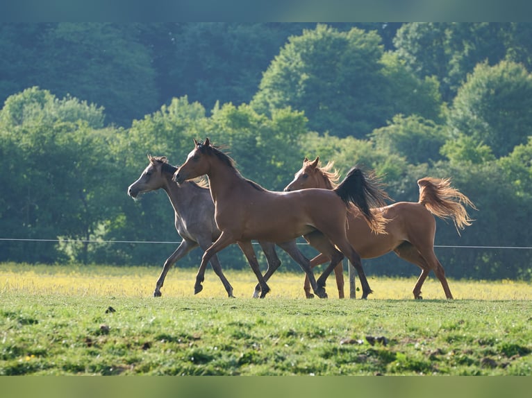 Arabian horses Mare 3 years 15 hh Brown in Gem&#xFC;nden (Felda)