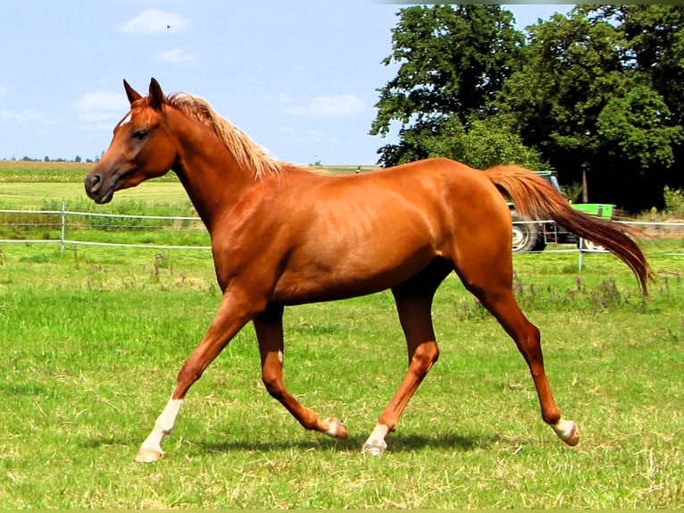 Arabian horses Mare 3 years 15 hh Chestnut-Red in Rastatt