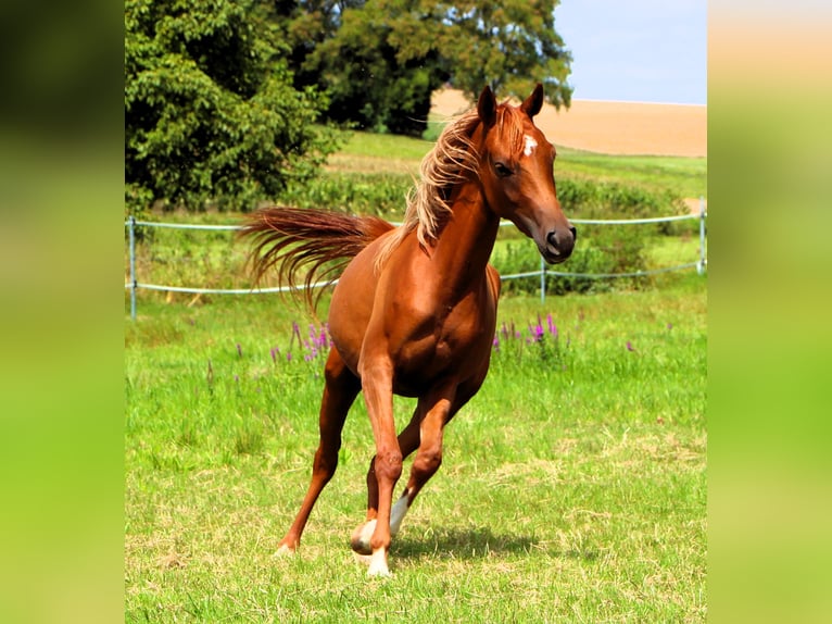 Arabian horses Mare 3 years 15 hh Chestnut-Red in Rastatt