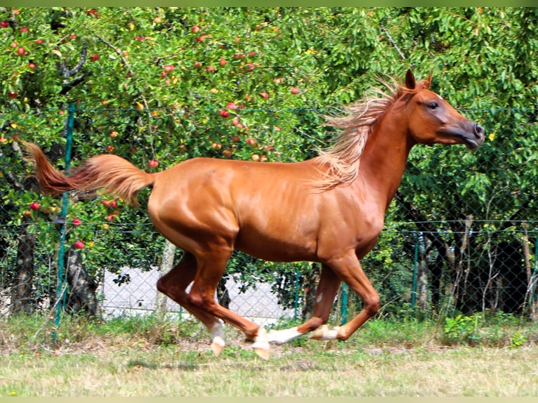 Arabian horses Mare 3 years 15 hh Chestnut-Red in Rastatt