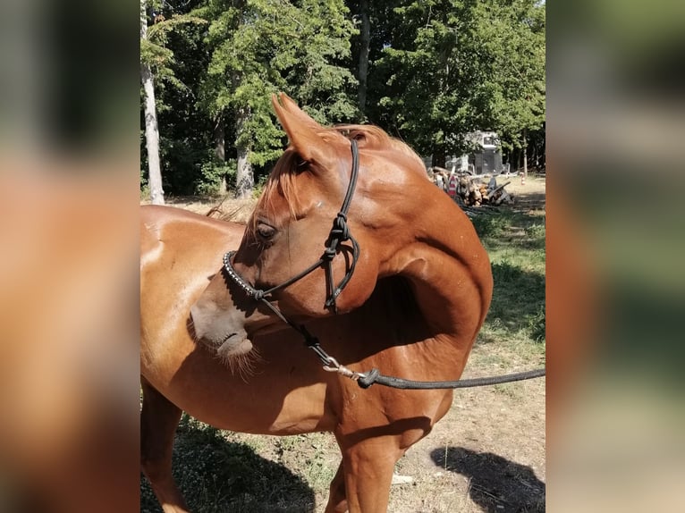 Arabian horses Mare 3 years 15 hh Chestnut-Red in Theras