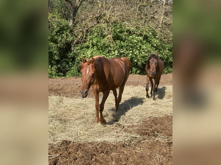 Arabian horses Mare 3 years 15 hh Chestnut-Red in Theras