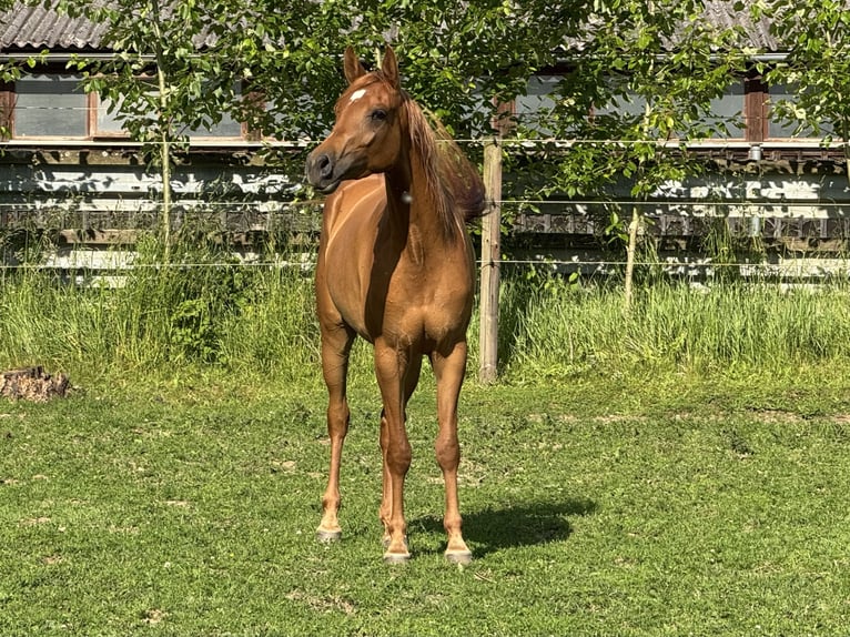 Arabian horses Mare 3 years 15 hh Chestnut-Red in Herzberg am Harz