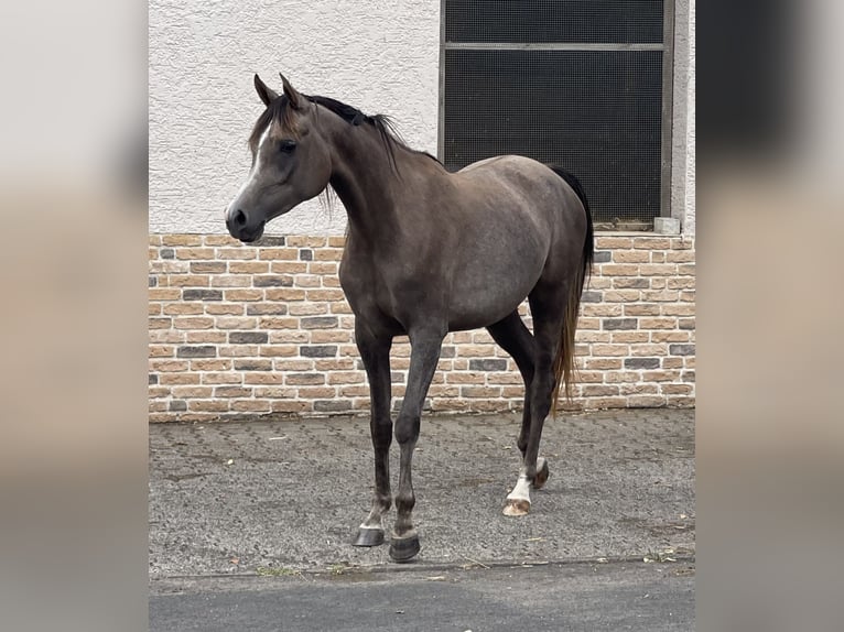 Arabian horses Mare 3 years 15 hh Grey in Gemünden (Felda)