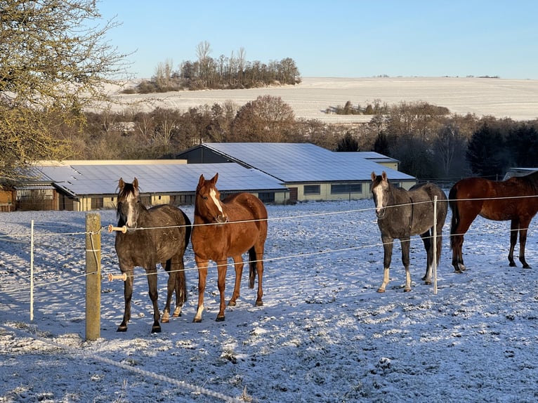 Arabian horses Mare 3 years 15 hh Grey in Gemünden (Felda)