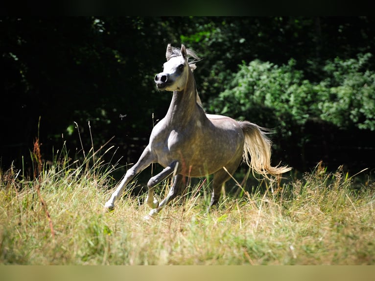 Arabian horses Mare 3 years 15 hh Grey in Amtzell