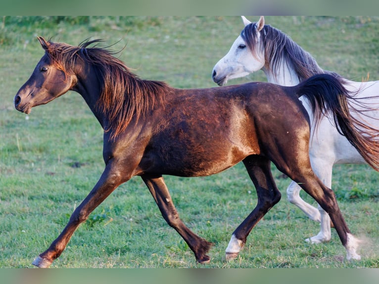 Arabian horses Mare 3 years 15,1 hh Black in Mariagerfjord