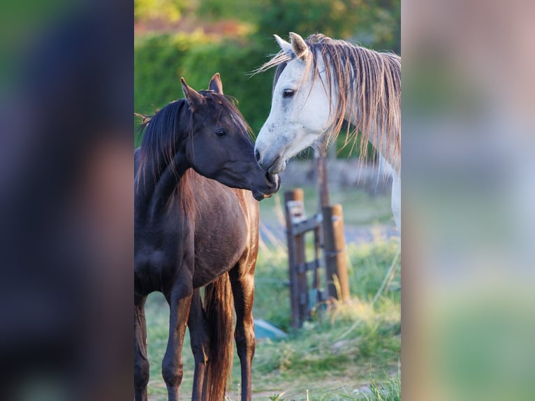 Arabian horses Mare 3 years 15,1 hh Black in Mariagerfjord