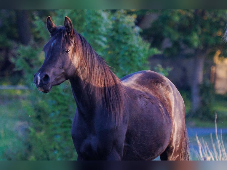 Arabian horses Mare 3 years 15,1 hh Black in Mariagerfjord