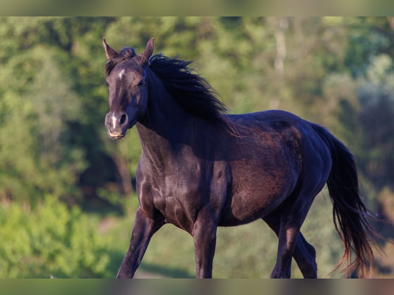 Arabian horses Mare 3 years 15,1 hh Black in Mariagerfjord