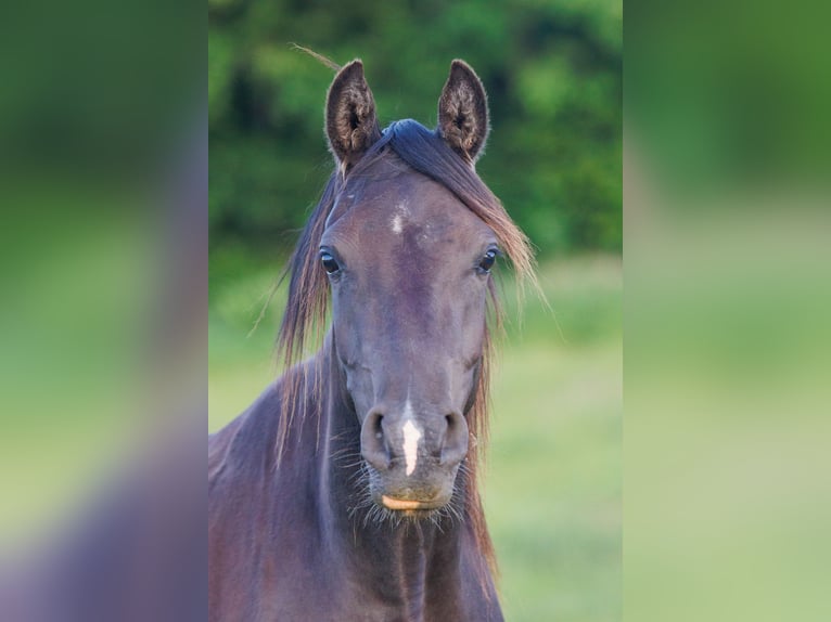 Arabian horses Mare 3 years 15,1 hh Black in Mariagerfjord