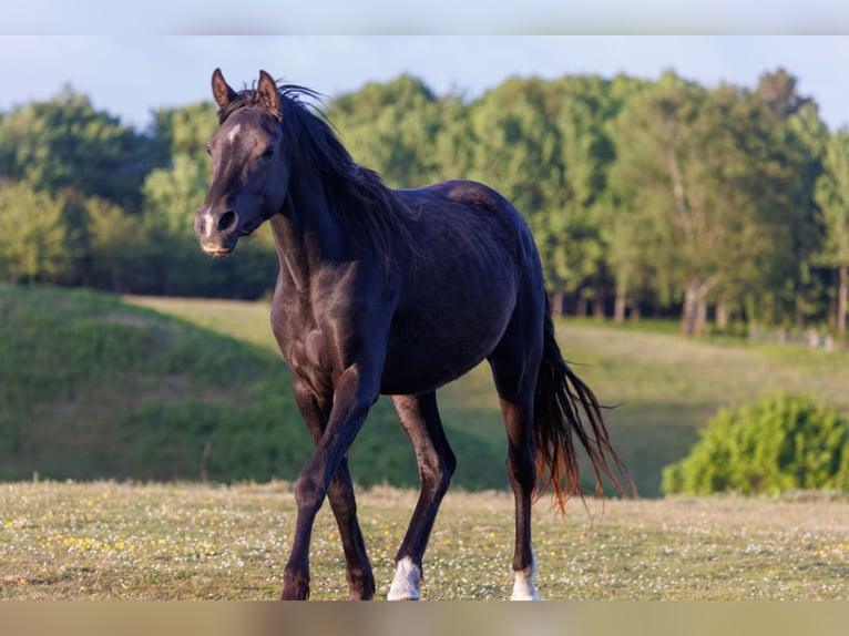 Arabian horses Mare 3 years 15,1 hh Black in Mariagerfjord