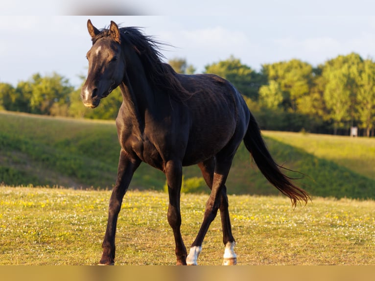 Arabian horses Mare 3 years 15,1 hh Black in Mariagerfjord