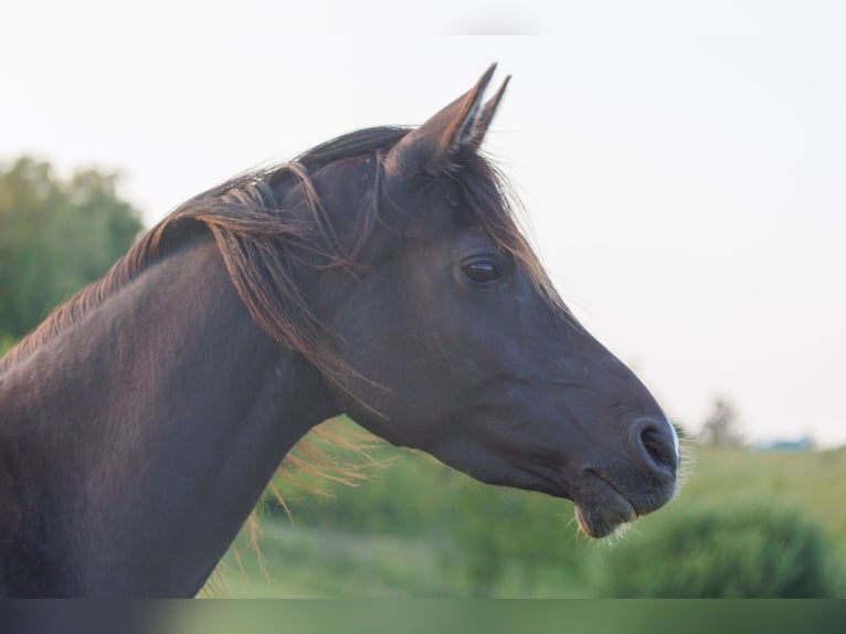 Arabian horses Mare 3 years 15,1 hh Black in Mariagerfjord