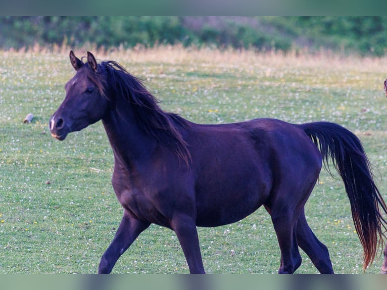 Arabian horses Mare 3 years 15,1 hh Black in Mariagerfjord