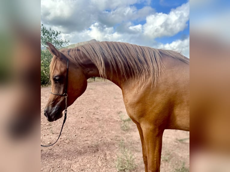 Arabian horses Mare 3 years 15,1 hh Chestnut-Red in Naquera, Valencia