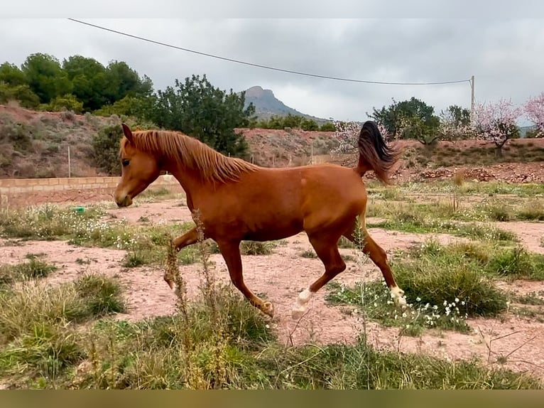 Arabian horses Mare 3 years 15,1 hh Chestnut-Red in Naquera, Valencia