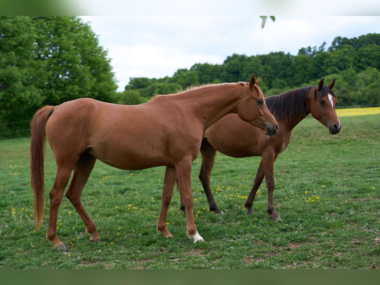 Arabian horses Mare 3 years 15,1 hh Chestnut-Red in Gem&#xFC;nden (Felda)