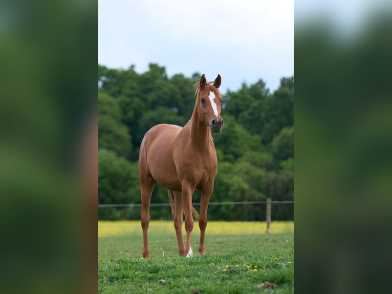 Arabian horses Mare 3 years 15,1 hh Chestnut-Red in Gem&#xFC;nden (Felda)