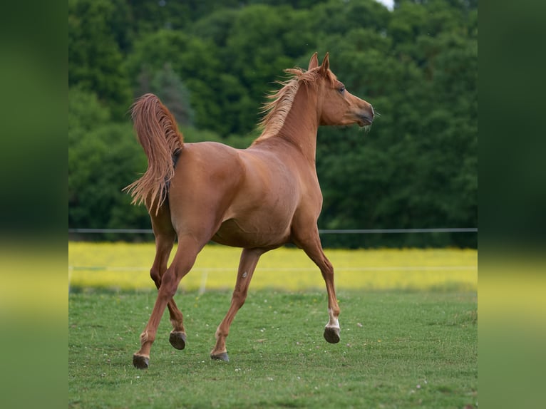 Arabian horses Mare 3 years 15,1 hh Chestnut-Red in Gem&#xFC;nden (Felda)