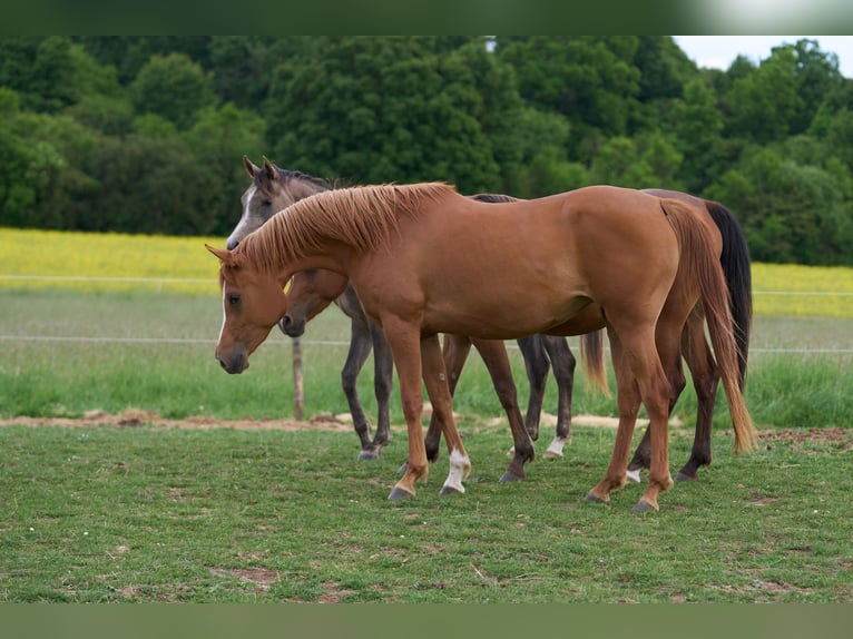 Arabian horses Mare 3 years 15,1 hh Chestnut-Red in Gem&#xFC;nden (Felda)