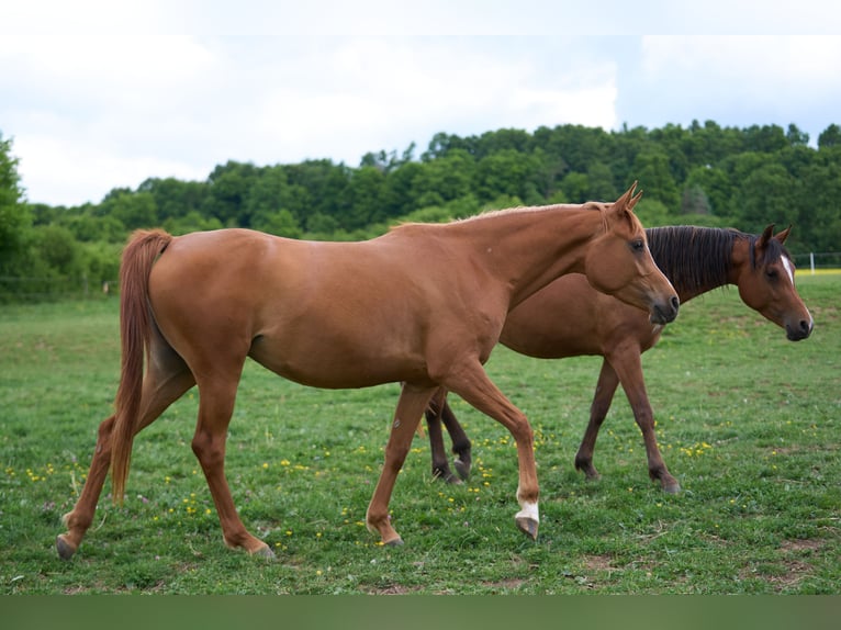 Arabian horses Mare 3 years 15,1 hh Chestnut-Red in Gem&#xFC;nden (Felda)