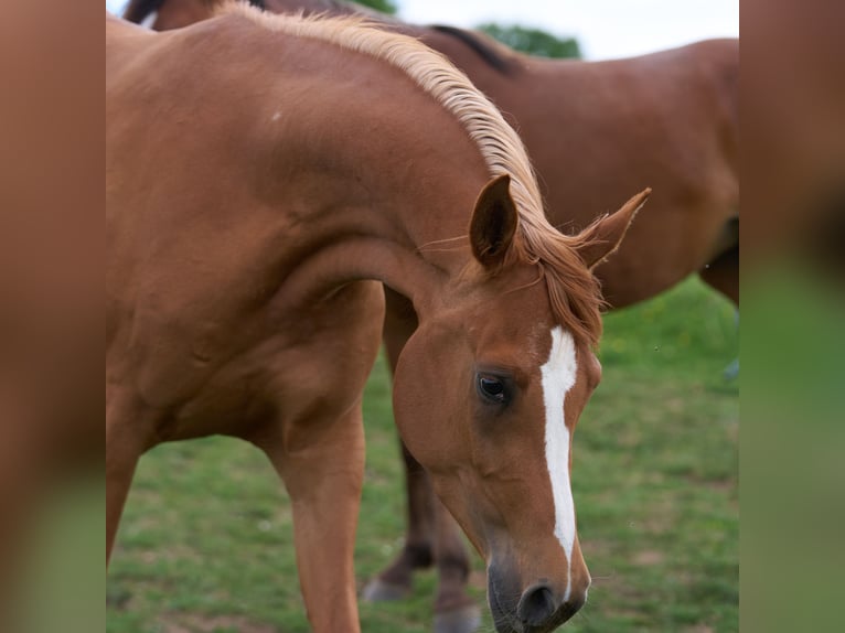 Arabian horses Mare 3 years 15,1 hh Chestnut-Red in Gem&#xFC;nden (Felda)