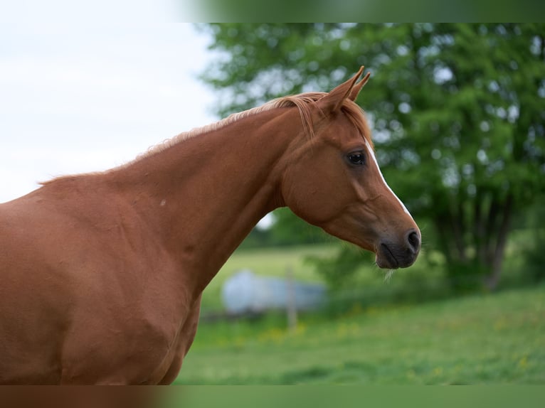 Arabian horses Mare 3 years 15,1 hh Chestnut-Red in Gem&#xFC;nden (Felda)