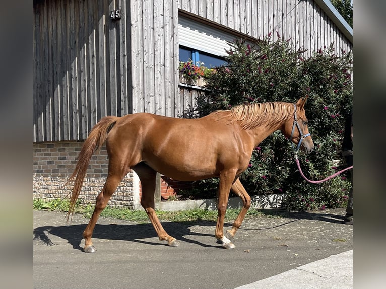 Arabian horses Mare 3 years 15,1 hh Chestnut-Red in Gem&#xFC;nden (Felda)