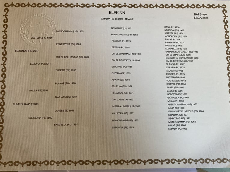 Arabian horses Mare 3 years 15,1 hh in Beveren