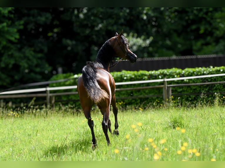Arabian horses Mare 3 years Brown in Deutsch-Brodersdorf
