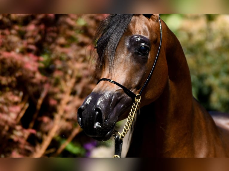 Arabian horses Mare 3 years Brown in Deutsch-Brodersdorf