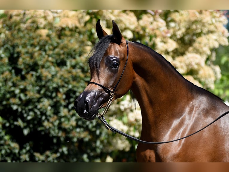 Arabian horses Mare 3 years Brown in Deutsch-Brodersdorf