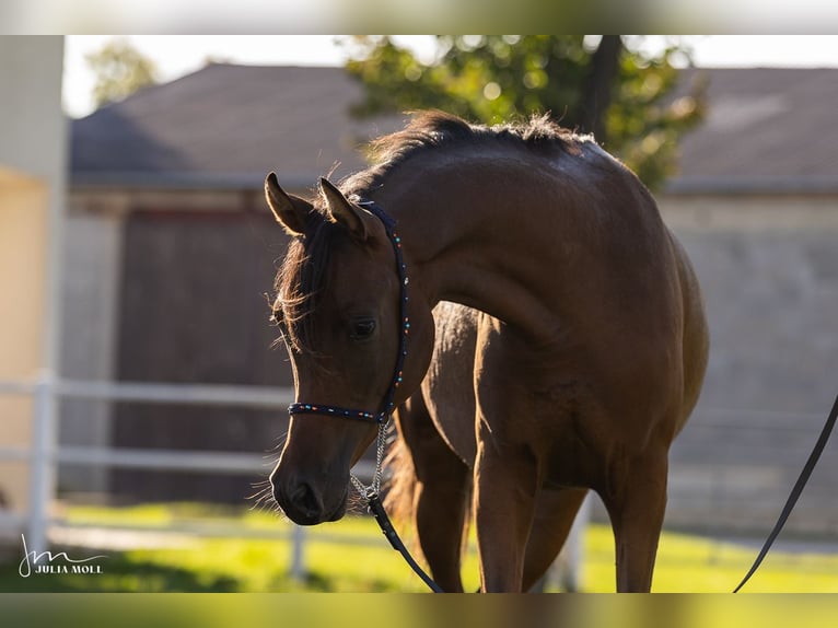 Arabian horses Mare 3 years Brown in Deutsch-Brodersdorf