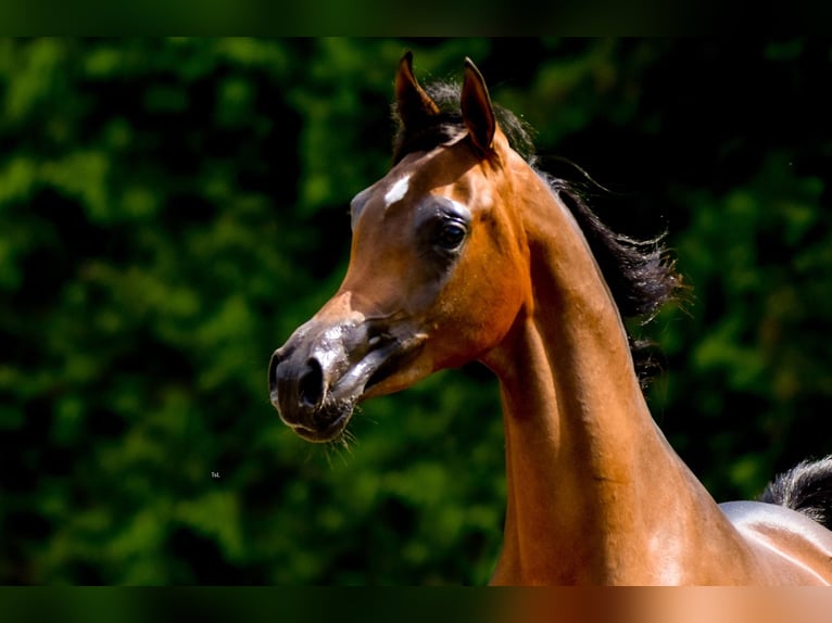 Arabian horses Mare 3 years Brown in Deutsch-Brodersdorf