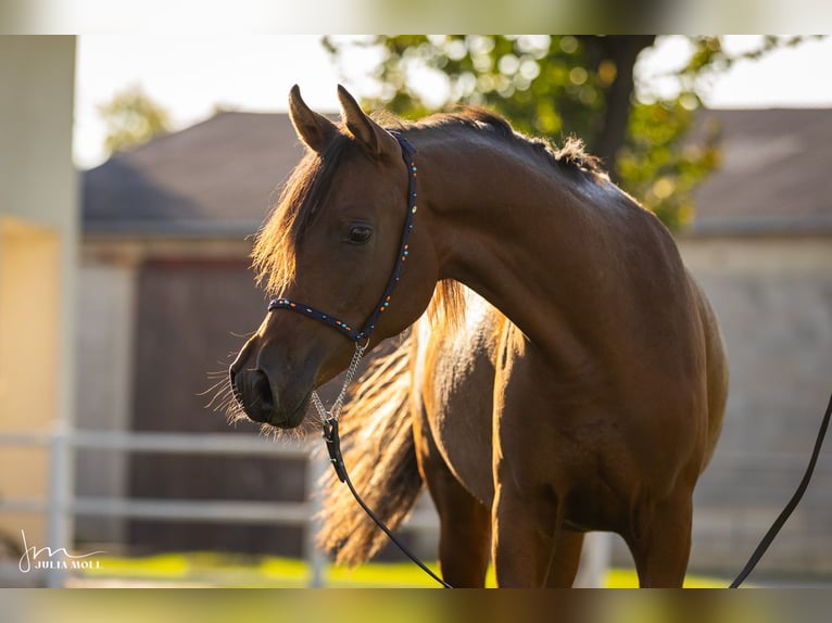Arabian horses Mare 3 years Brown in Deutsch-Brodersdorf