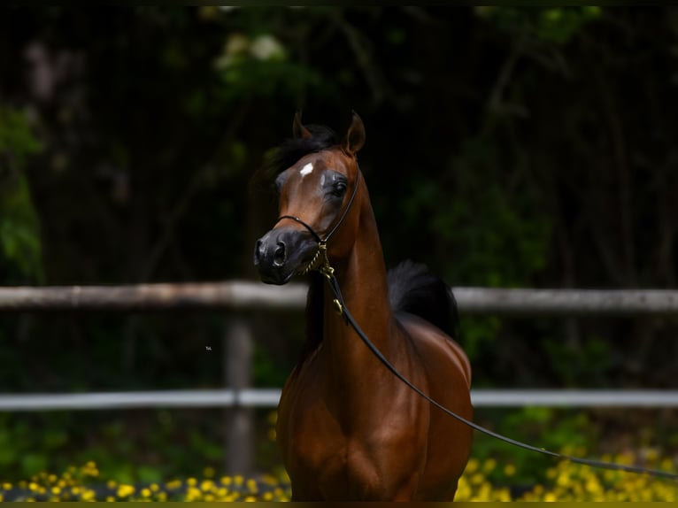 Arabian horses Mare 3 years Brown in Deutsch-Brodersdorf