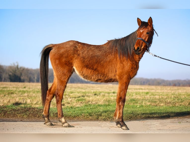 Arabian horses Mare 3 years Brown in Orl&#xE9;ans