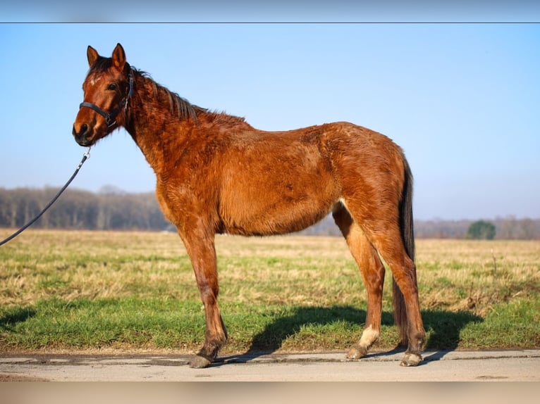 Arabian horses Mare 3 years Brown in Orl&#xE9;ans