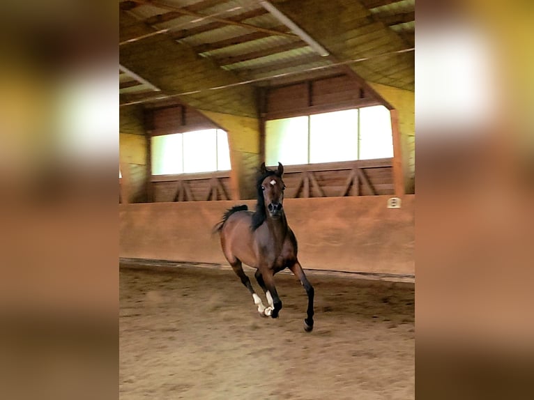 Arabian horses Mare 3 years Brown in Hetzenhausen