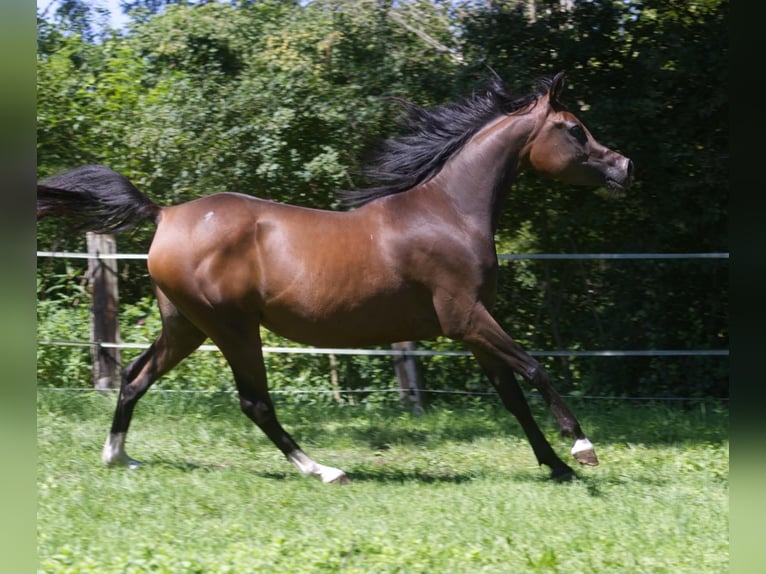 Arabian horses Mare 3 years Brown in Hetzenhausen