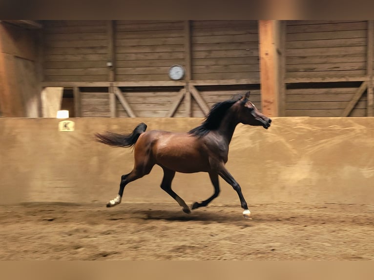 Arabian horses Mare 3 years Brown in Hetzenhausen