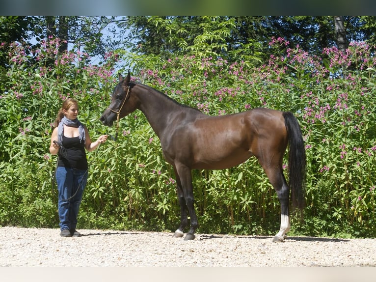 Arabian horses Mare 3 years Brown in Hetzenhausen