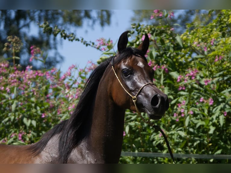 Arabian horses Mare 3 years Brown in Hetzenhausen