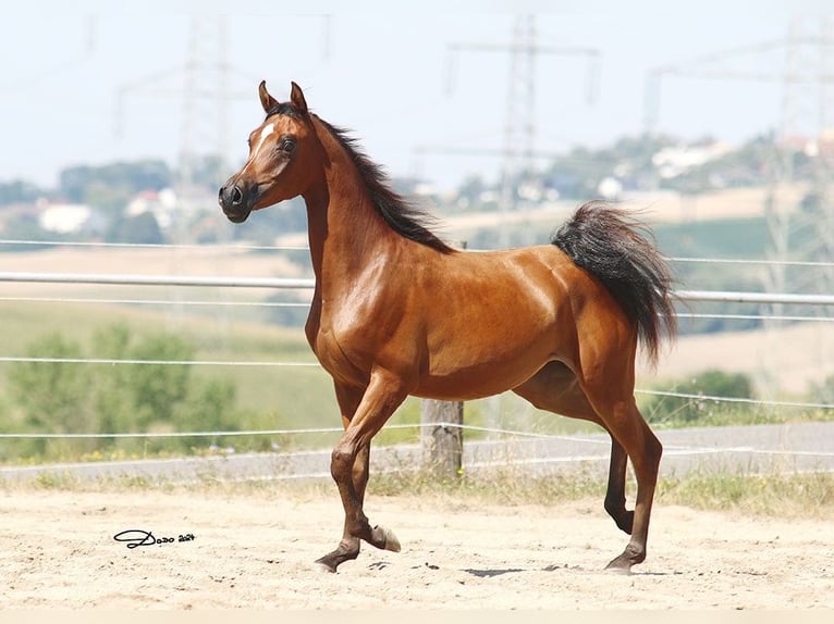 Arabian horses Mare 3 years Brown in Winterthur