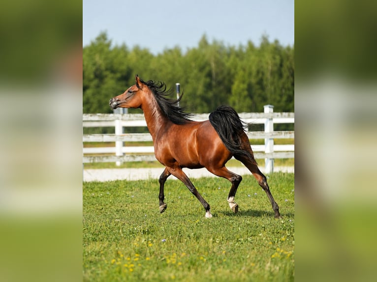 Arabian horses Mare 3 years Brown in Wola Rzędzińska