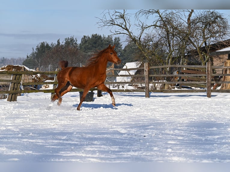 Arabian horses Mare 3 years Chestnut-Red in Wielgolas Duchnowski